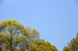 大きな木と青空のフリー写真素材