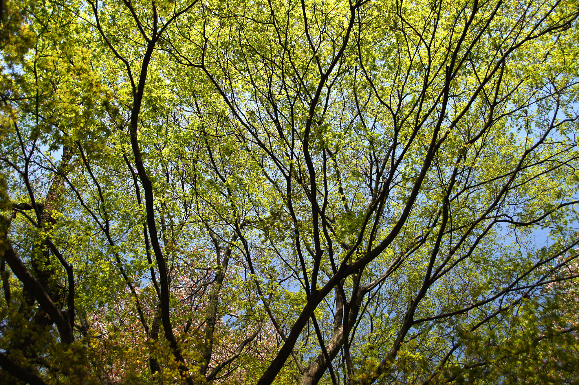 大きく枝を広げた木の無料写真素材