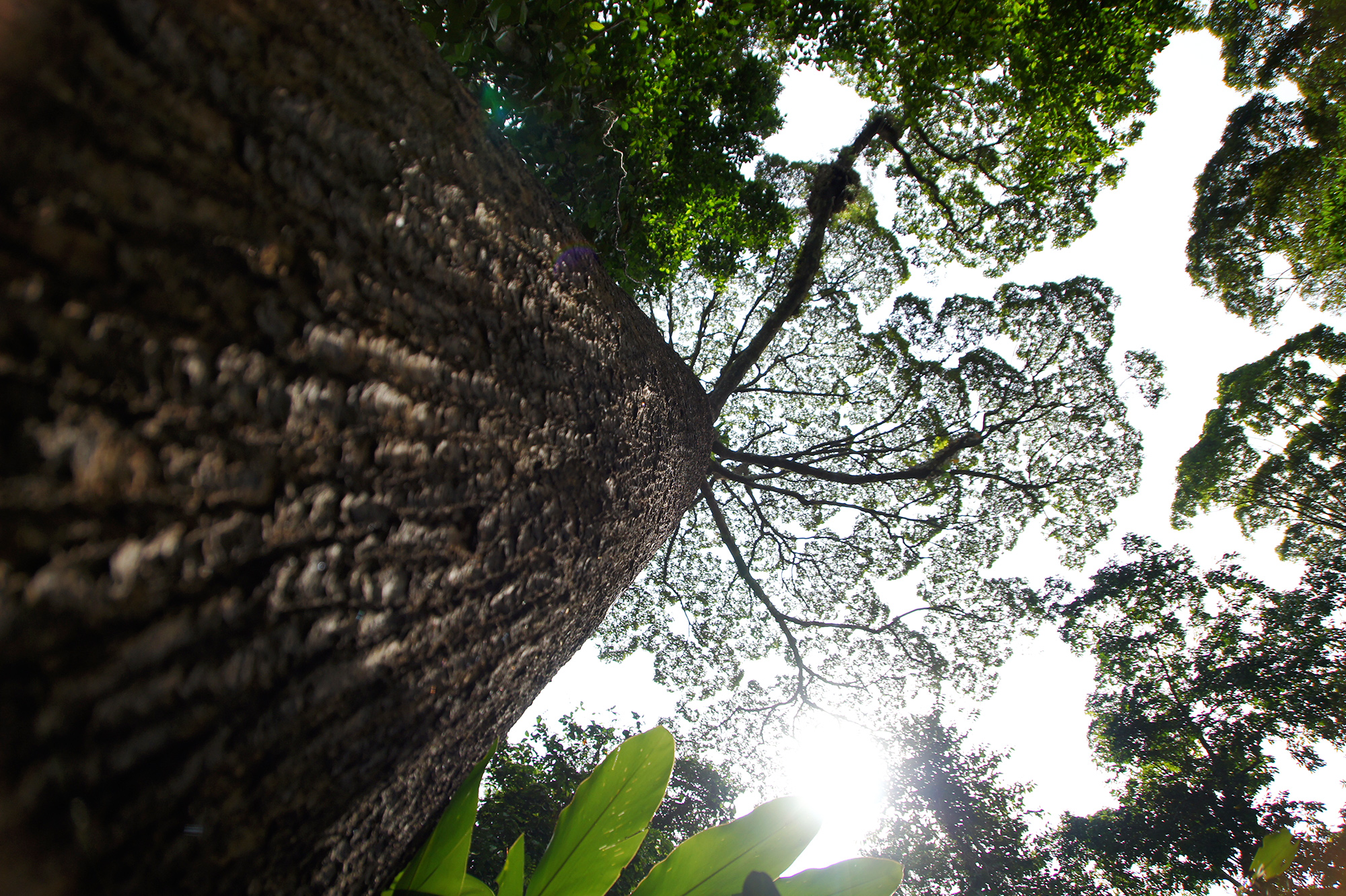 ボルネオの大木の無料写真素材