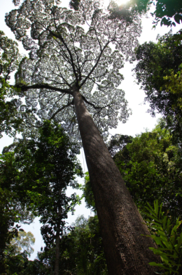 ボルネオのジャングルの大木の無料写真素材