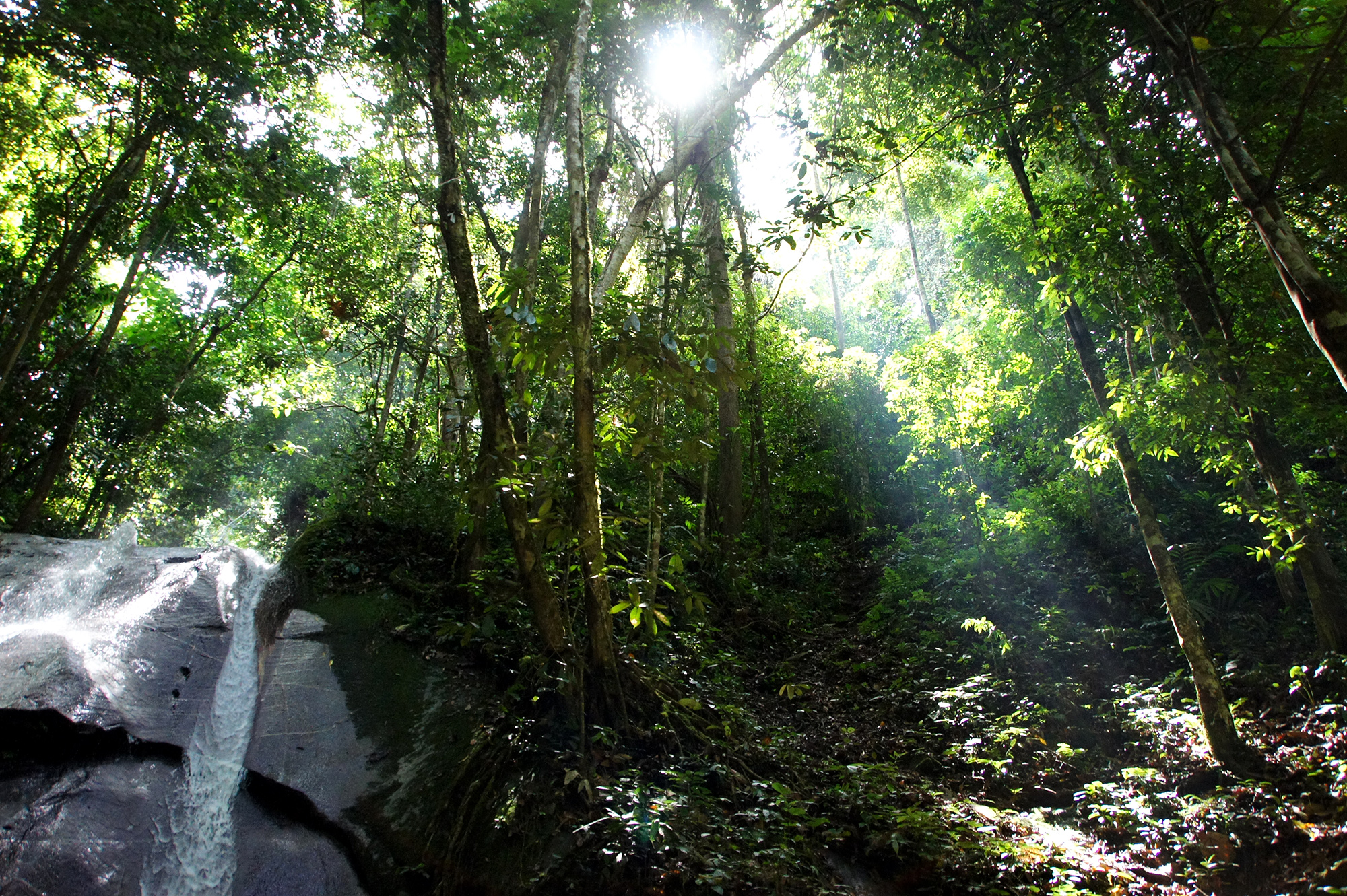 ジャングルの中の滝の無料写真素材