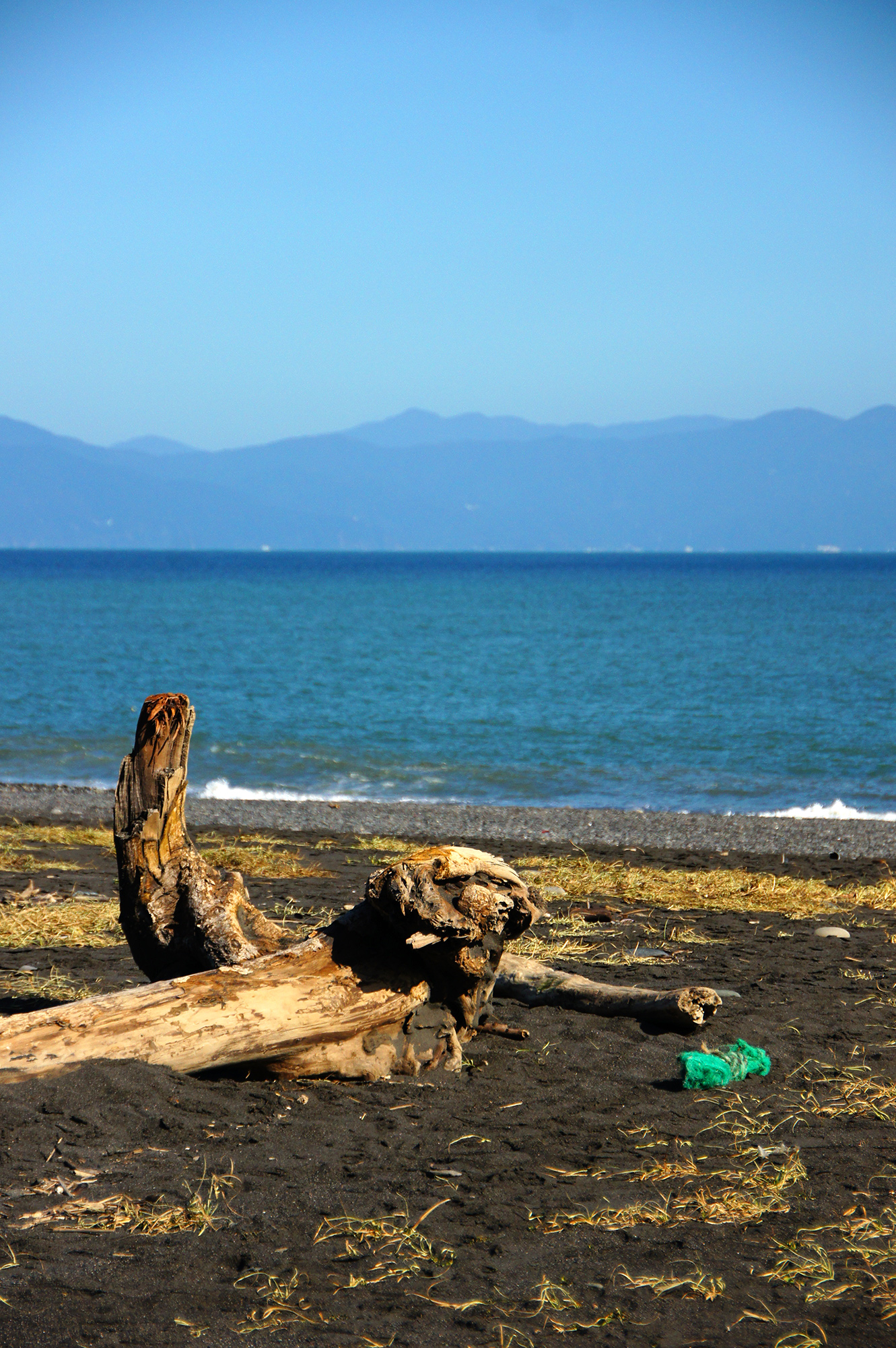 海と流木の無料写真素材