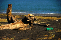 海岸に流れ着いた流木の無料写真素材
