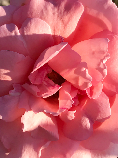 ピンクの薔薇の無料写真素材 フリー