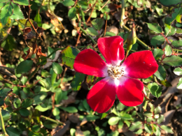 赤い花の無料写真素材