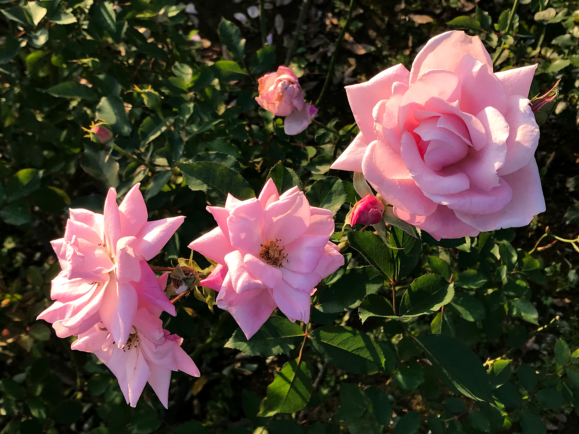 ピンク色の薔薇の写真の無料素材