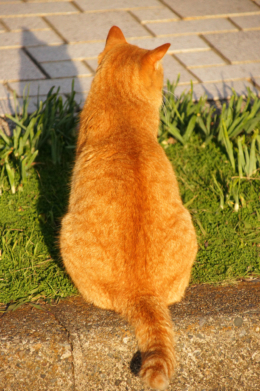 猫の後ろ姿のフリー写真素材