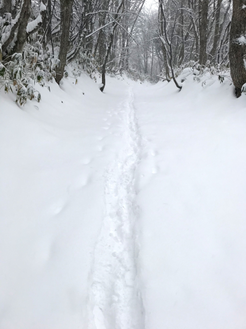 足跡の残る雪道のフリー写真素材