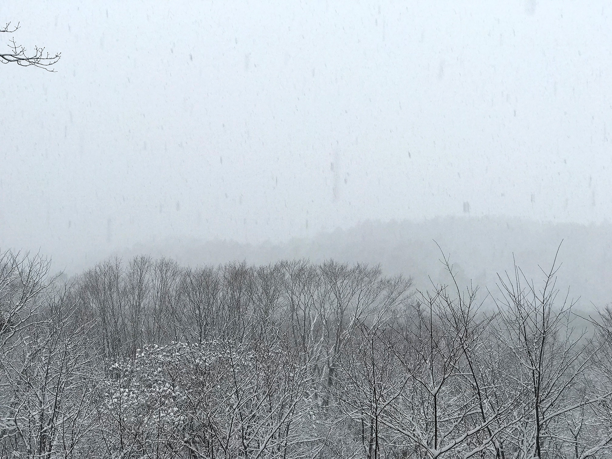 雪降る森の写真の無料画像素材