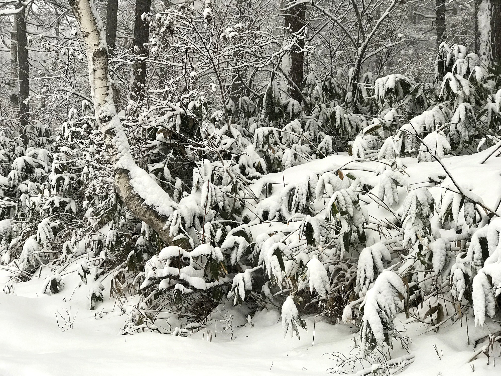 雪が積もった熊笹の写真の無料画像素材