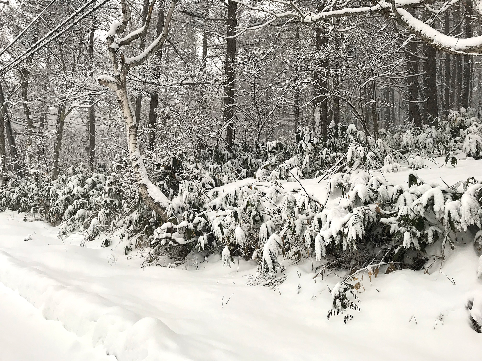笹に積もった雪の写真の無料画像素材