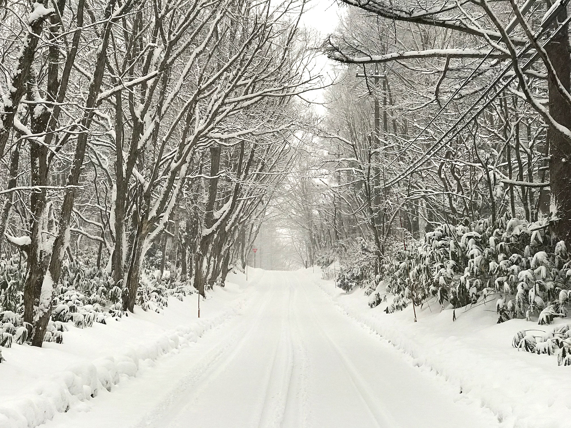 まっすぐな雪道の写真の無料画像素材