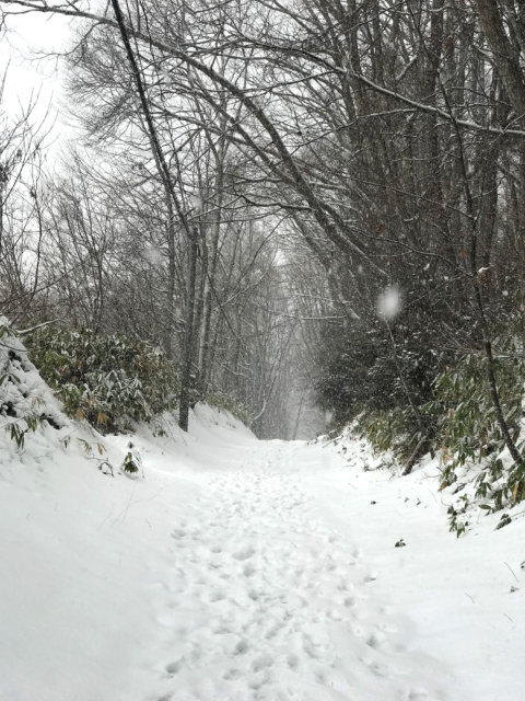 雪が降っている道の写真の無料画像素材