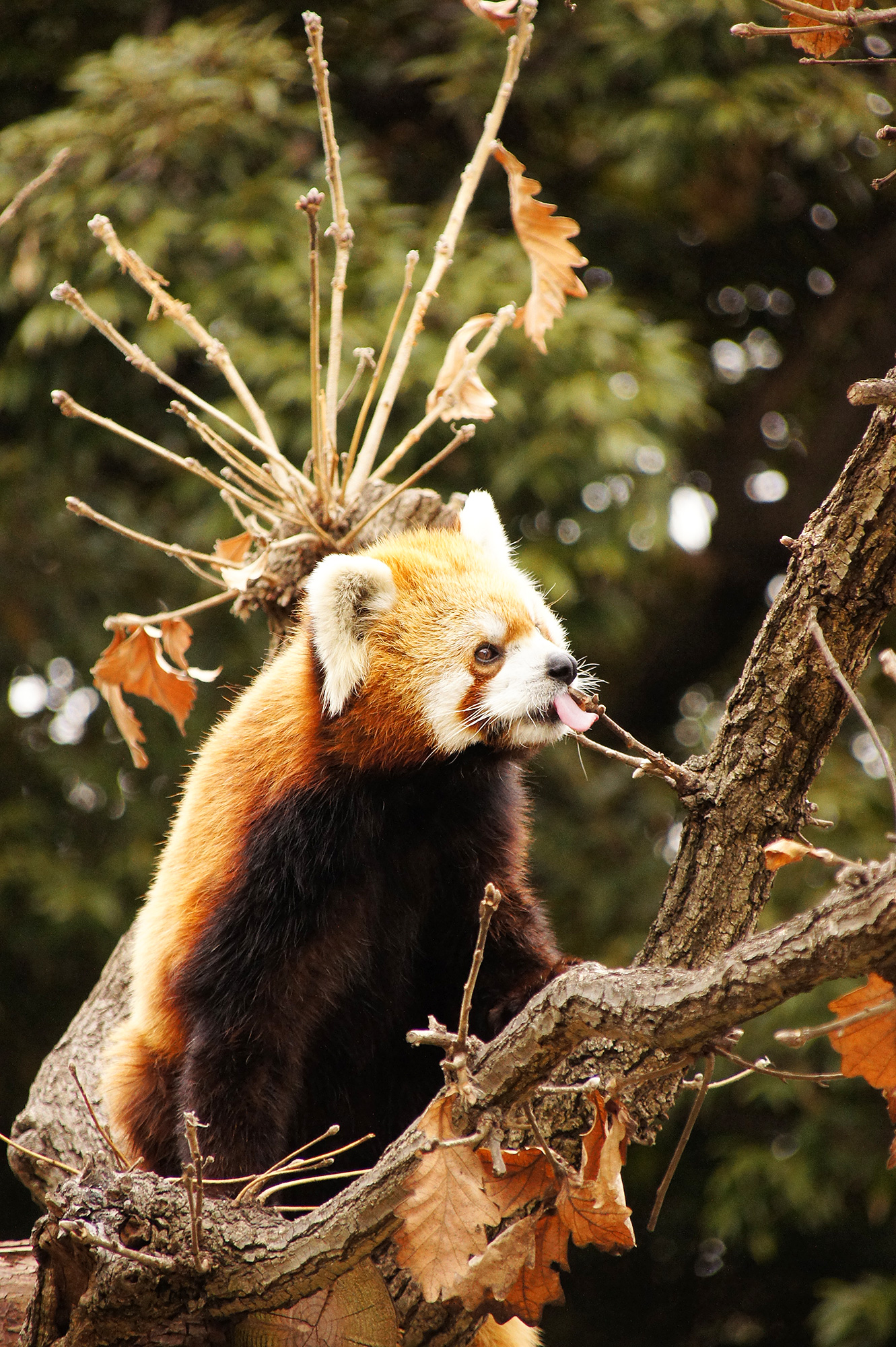 葉っぱを食べるレッサーパンダのフリー画像素材