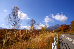 紅葉と道路の無料写真素材