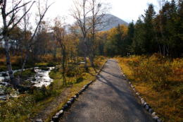 紅葉した森の散歩道の写真のフリー素材