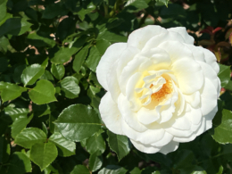ムーンダンスという純白の薔薇のフリー写真素材