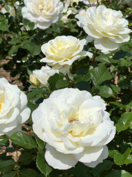たくさんの白いバラの写真のフリー素材