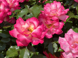 レインボーソルベットというバラのフリー写真素材