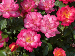 濃いピンク色のバラの花の無料写真素材