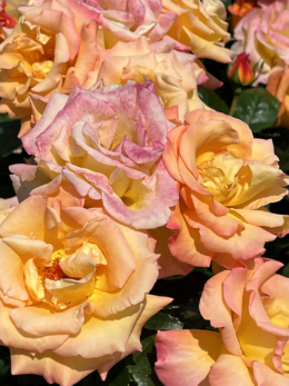 モナリザ薔薇のフリー写真素材