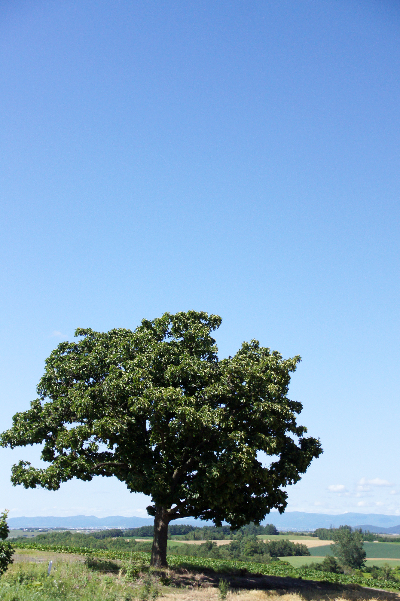 美瑛のセブンスターの木の写真のフリー素材