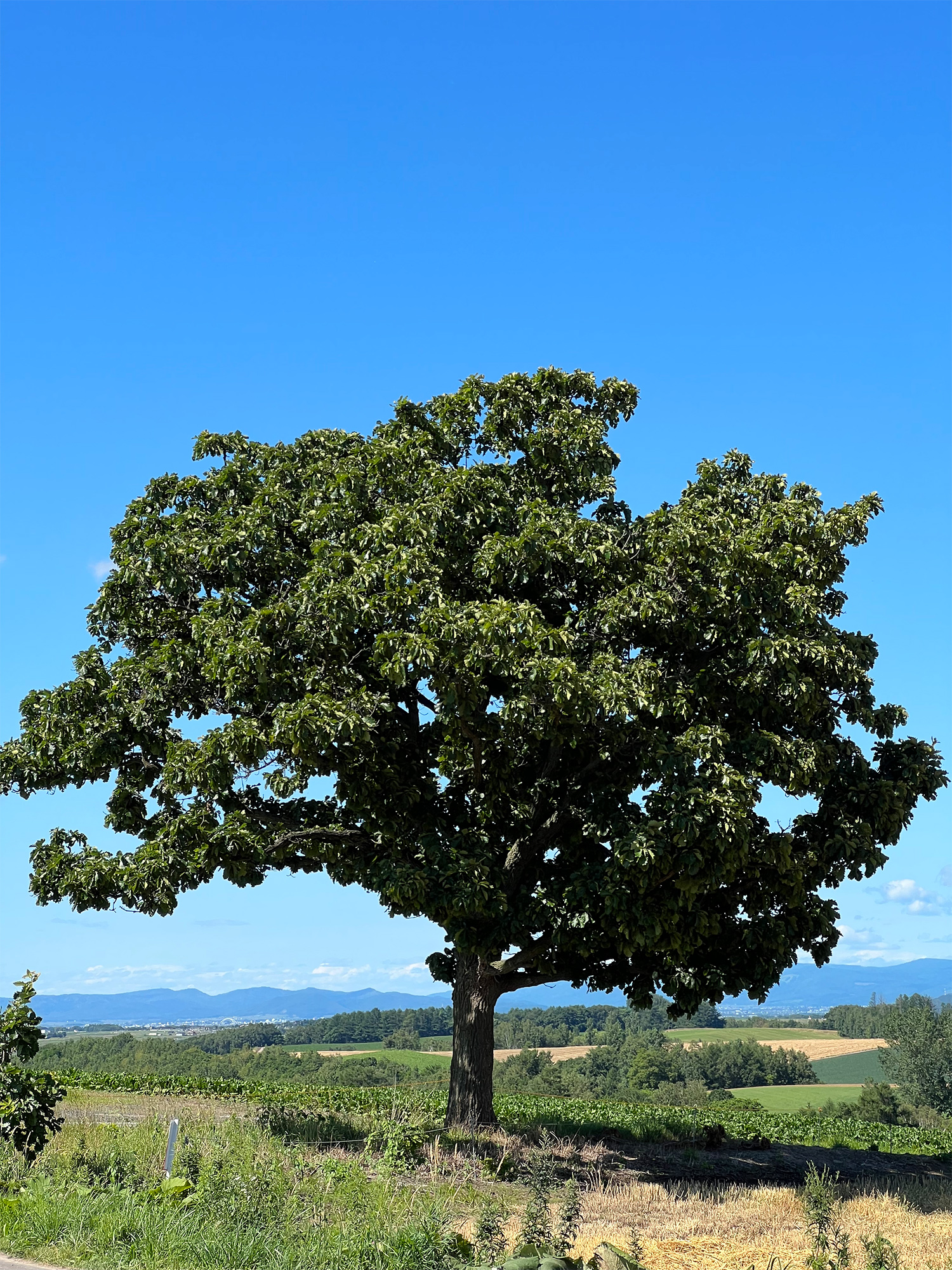 北海道のセブンスターの木の無料写真素材