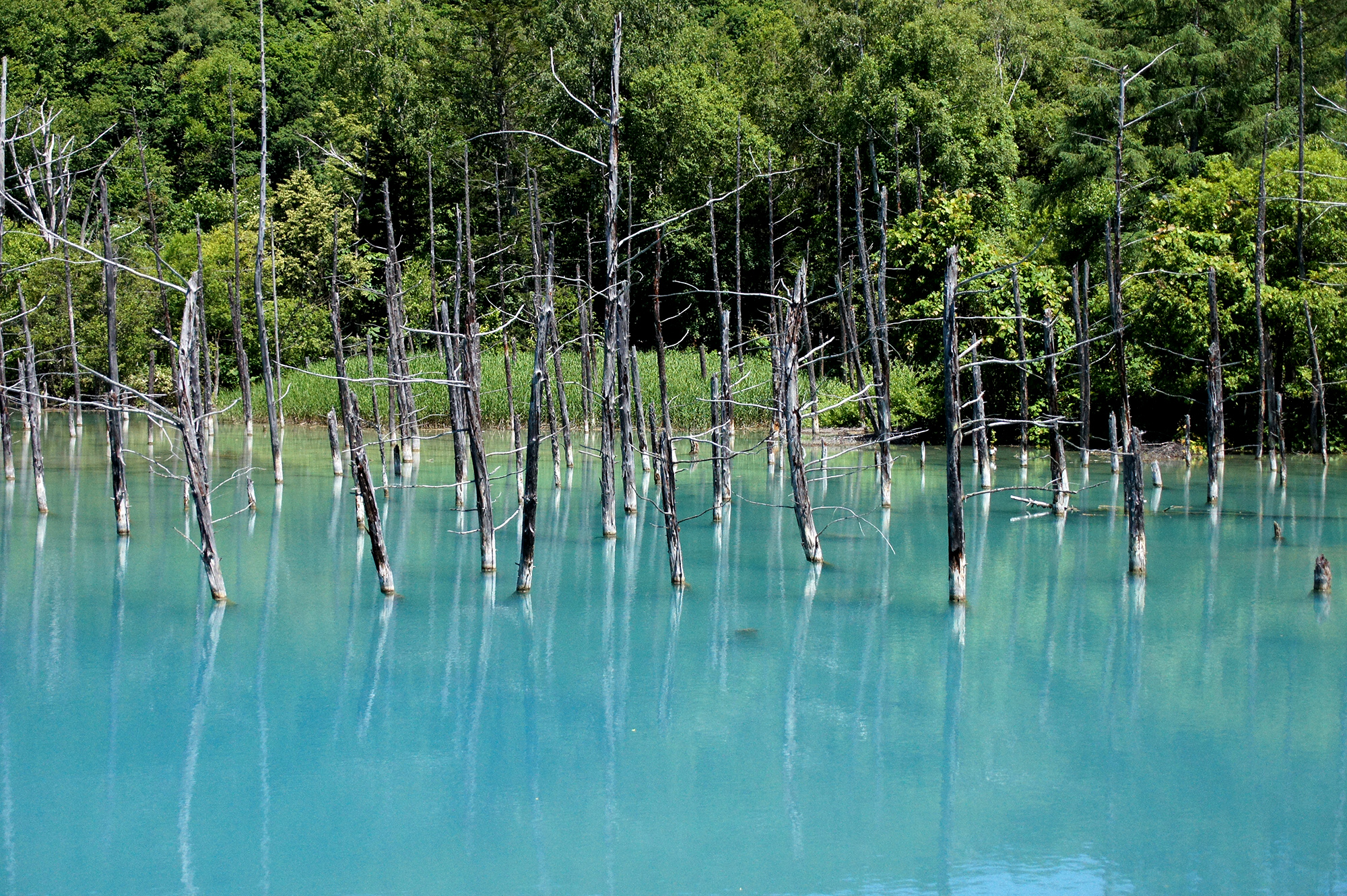北海道美瑛の青い池の写真のフリー素材