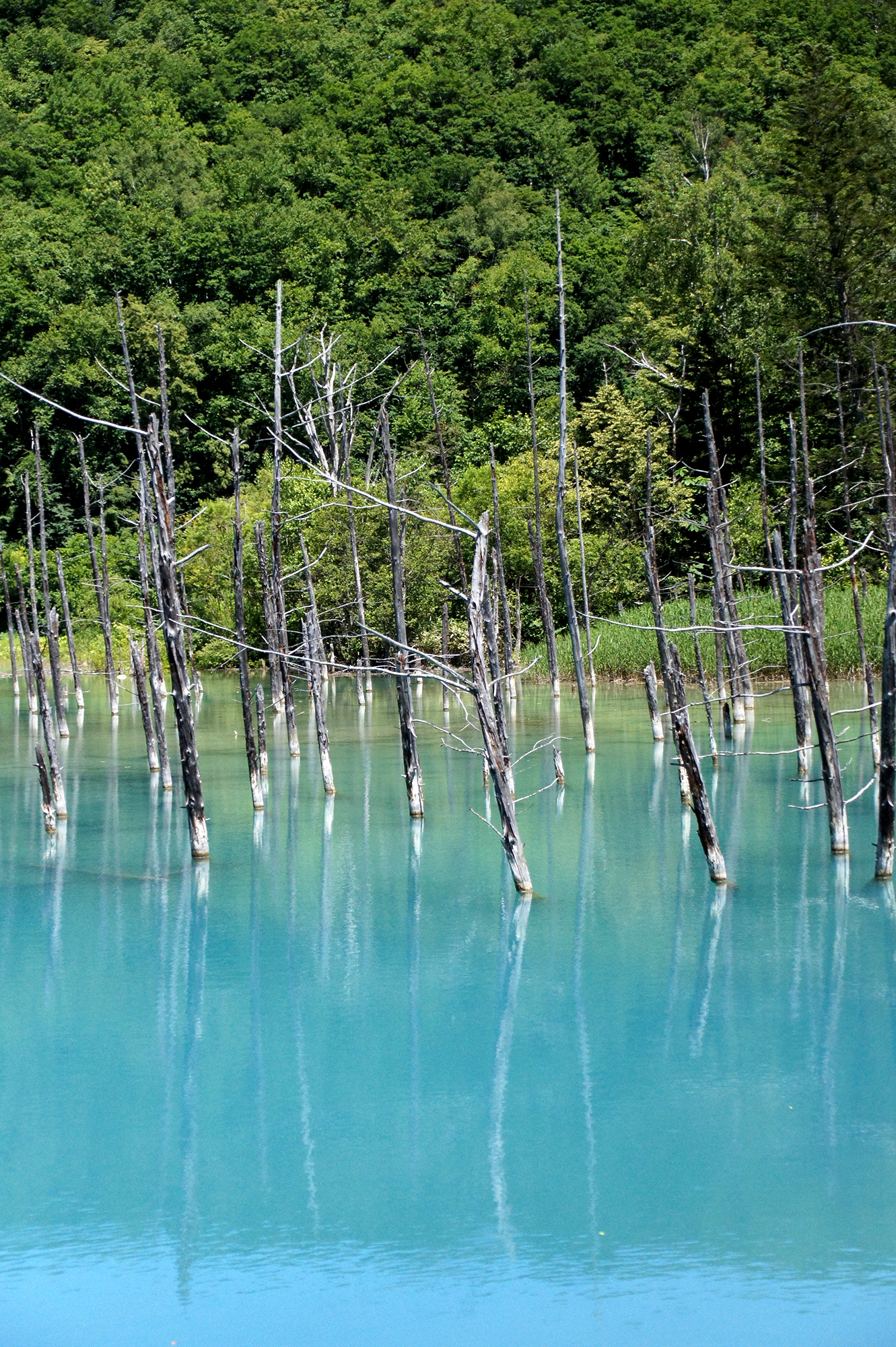 白金青い池の写真のフリー素材