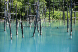 夏の青い池の写真のフリー素材