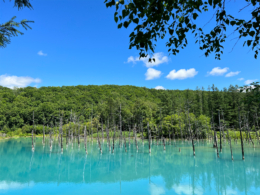 北海道青い池のフリー写真素材