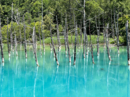 北海道の青い池の写真のフリー素材