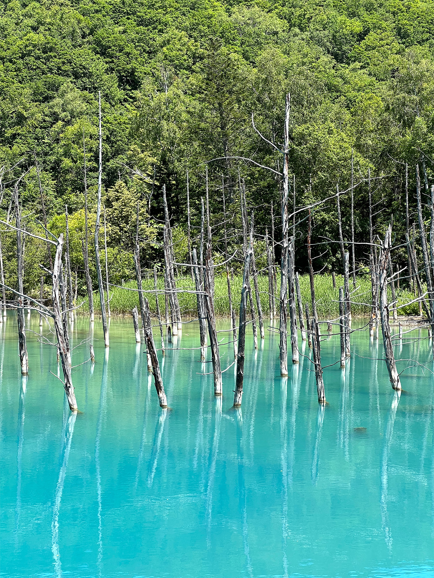 青い池の写真のフリー素材