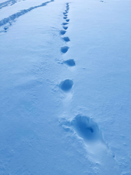 雪の上の足跡の写真のフリー素材