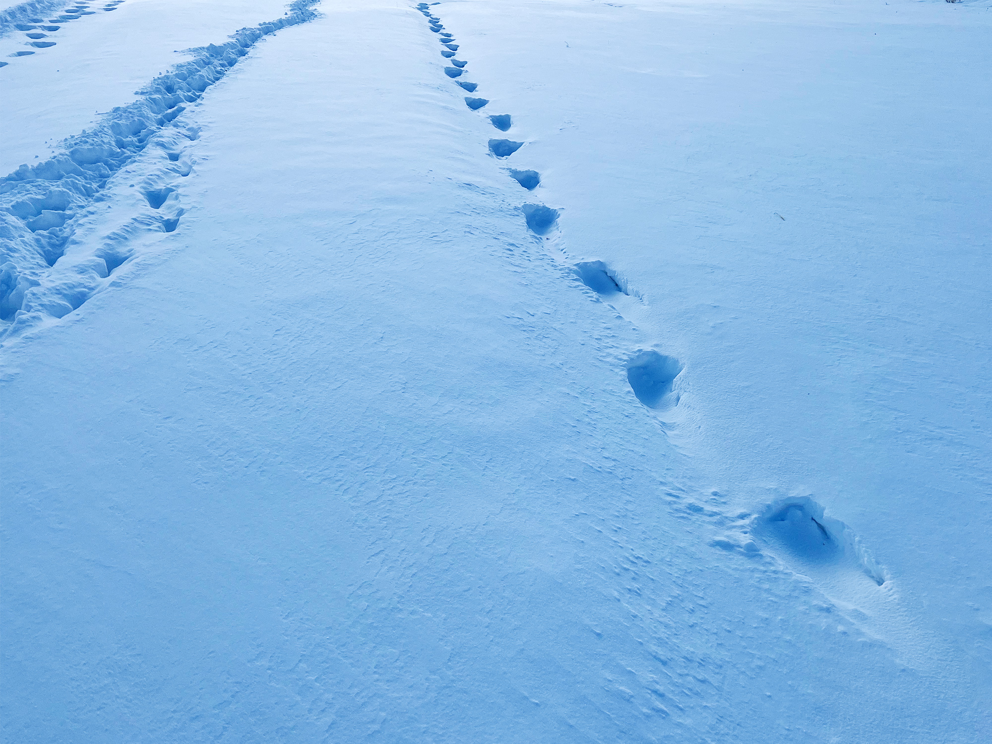 雪原の足跡のフリー写真素材