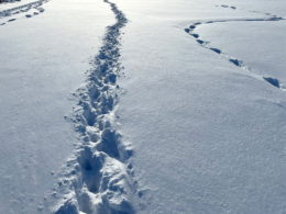 足跡が残る雪原の無料写真素材