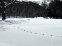 雪原に続く動物の足跡の無料写真素材