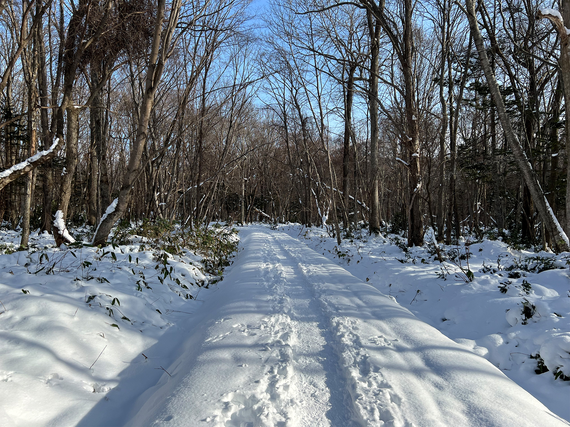 雪が積もった森の中の道の写真のフリー素材