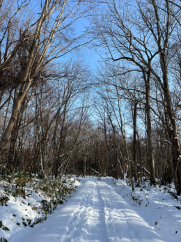 冬の森の道の写真のフリー素材