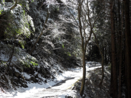 森の中の雪道のフリー写真素材