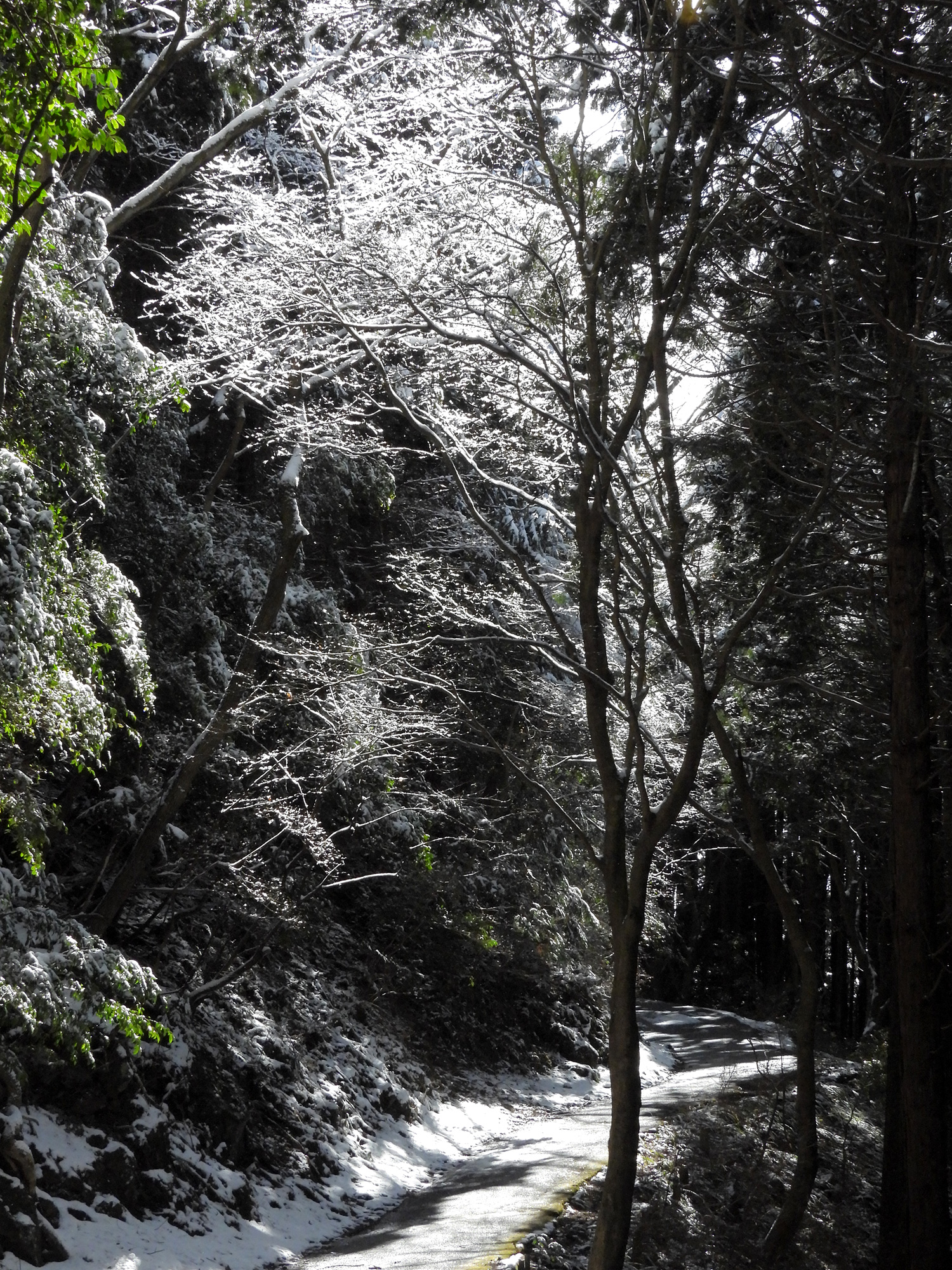 雪が積もった林道のフリー写真素材