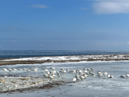 氷の上の白鳥の群れのフリー写真素材