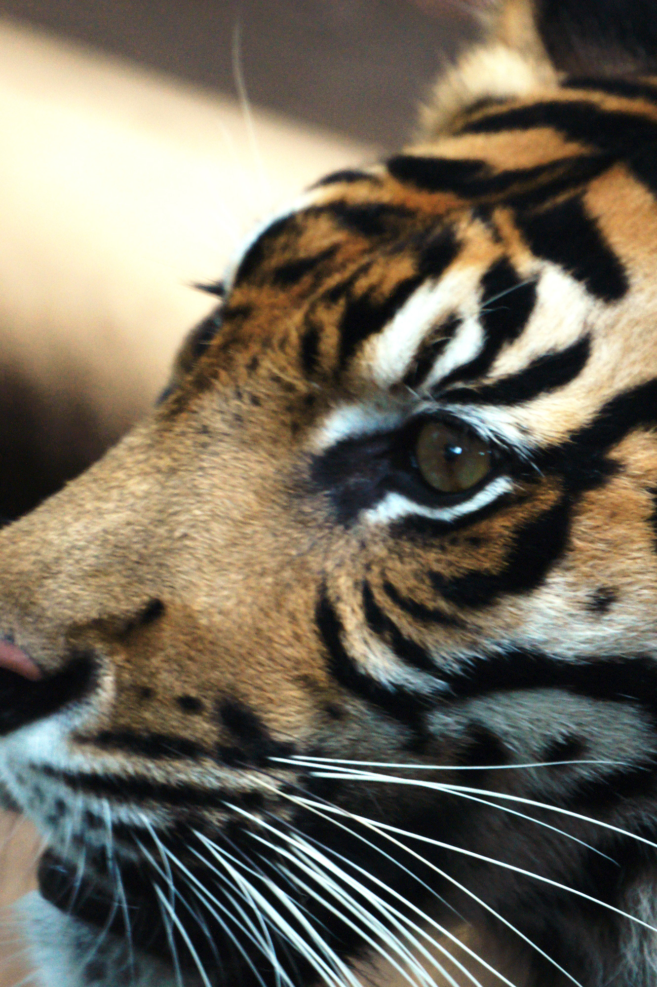 虎の顔のアップの無料写真素材