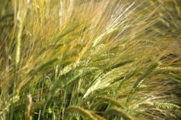 ビール大麦の畑の写真のフリー素材