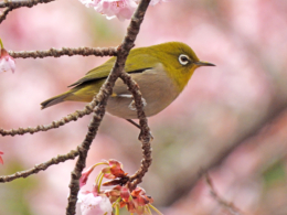 桜とメジロのフリー写真素材