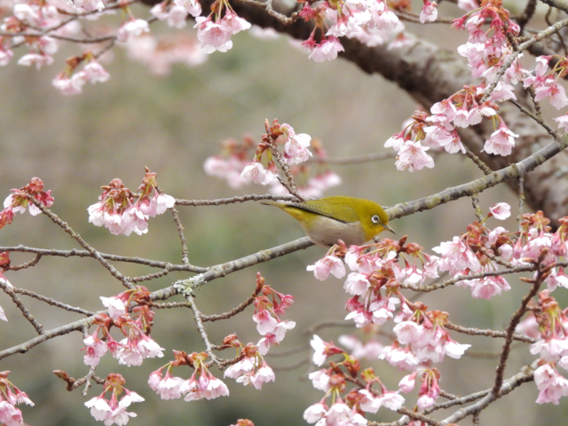 桜の枝とメジロの無料写真素材