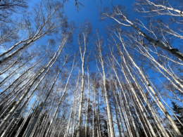 白樺の森の写真のフリー素材