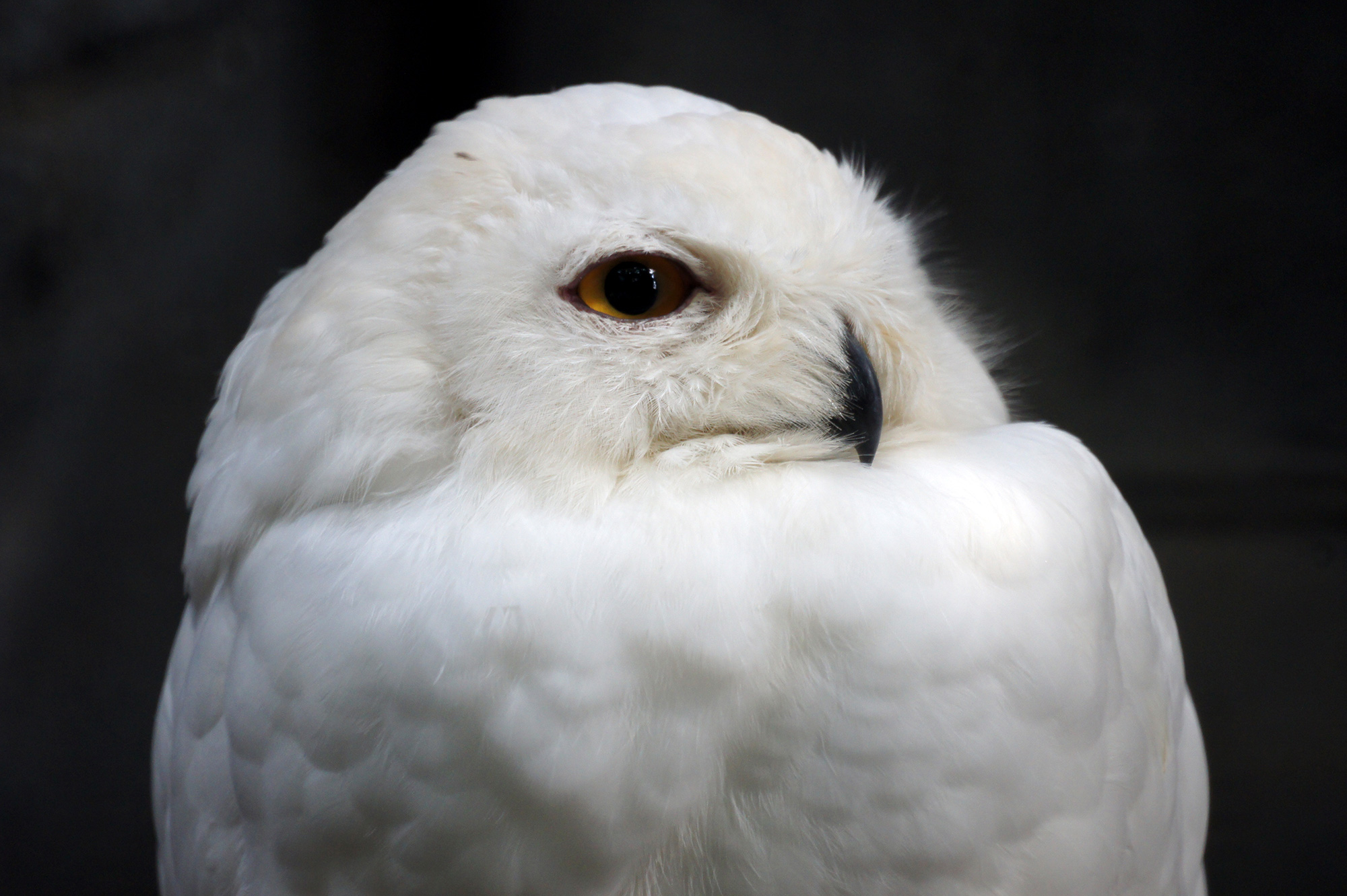 白フクロウの大きな目の写真の無料素材