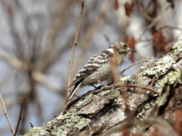小啄木鳥の雄の写真のフリー素材